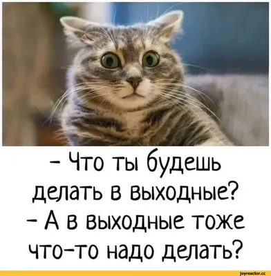 я думал сегодня пятница, а сегодня четверг / Приколы для даунов :: кот ::  разное / картинки, гифки, прикольные комиксы, интересные статьи по теме.