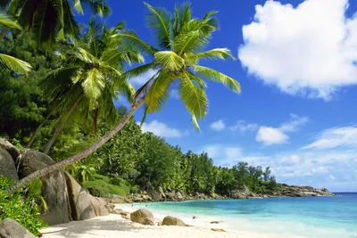 Дайвинг на Сейшельских островах цены, лучшие места для дайвинга на Сейшелах