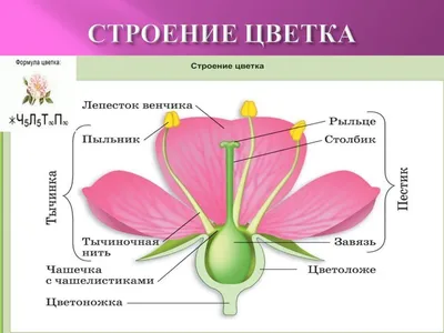 Семейство розоцветные