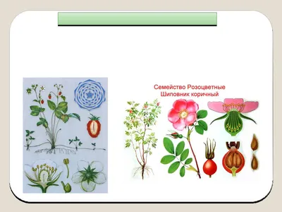 Презентация на тему: Семейство Розоцветные