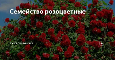Семейство розоцветные | zagorodnaya-life.ru | Дзен