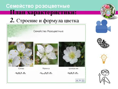 Презентация к уроку по теме \"Класс Двудольные Семейство Розоцветные\" (  биология 6 класс ФГОС)