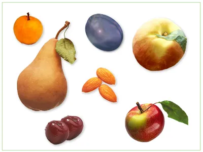 Плоды растений семейства розоцветные - Семейство розоцветные - Ботаника -  Иллюстрации - Биология для школьников