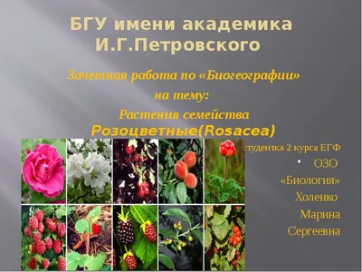 Растения семейства розоцветные - презентация, доклад, проект
