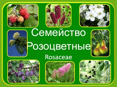 Семейство Розоцветные Rosaceae