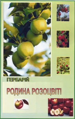 Гербарий Систематика растений. семья Розоцветные (ID#1002824833), цена: 900  ₴, купить на Prom.ua
