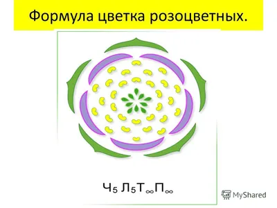 Презентация на тему: \"Семейство розоцветных.. Представители розоцветных.\".  Скачать бесплатно и без регистрации.