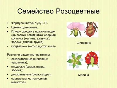 Презентация \"Признаки семейств двудольных растений\" (7 класс) по биологии –  скачать проект