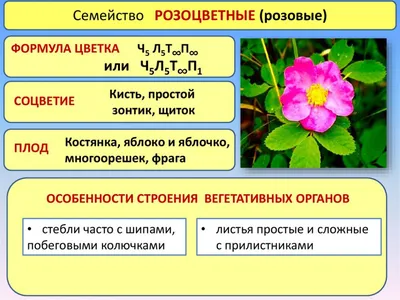 Растения семейства розоцветных: представители и их морфологическое описание