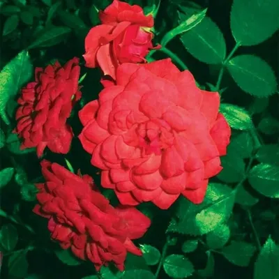 Роза миниатюрная | дима денисов | Дзен