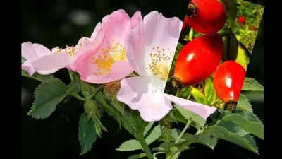 Рисунок розоцветных растений - 58 фото