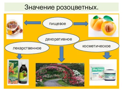 Шиповник! Интересные факты о которых не все знают. | ЛЮБОПЫТНЫЕ ФАКТЫ | Дзен