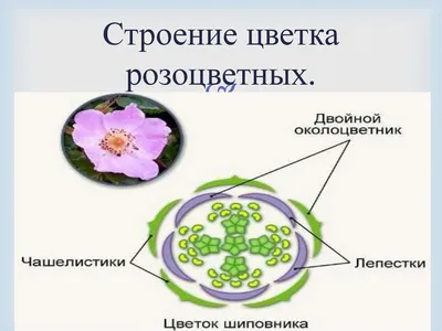 Презентация \"Семейство розоцветных\" (4 класс) по биологии – скачать проект