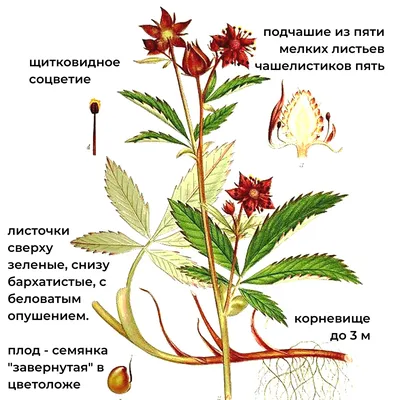 Разнообразие строения цветков и плодов у семейства Розоцветные. Семейство  розовые, или розоцветные (Rosaceae).