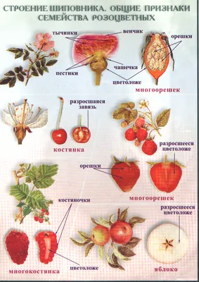 Гусиная лапка, семейство розоцветные