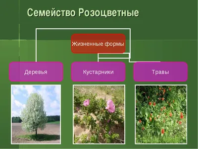 Розоцветные растения таблица - красивые картинки и обои на рабочий стол