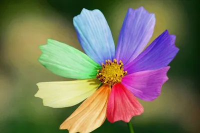 Что это за цветок – цветик-семицветик? 5 минут истории от fiftyflowers.ru