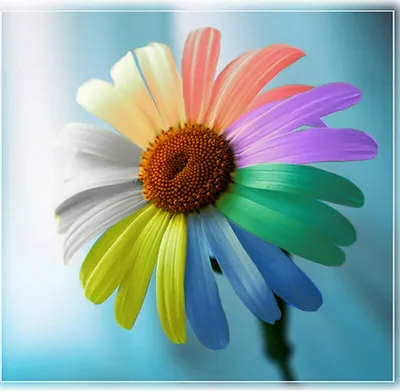 У меня в руках цветик-семицветик. 7 лепестков моих желаний...\" - МЭЦ  Межшкольный эстетический центр г. Краснодара