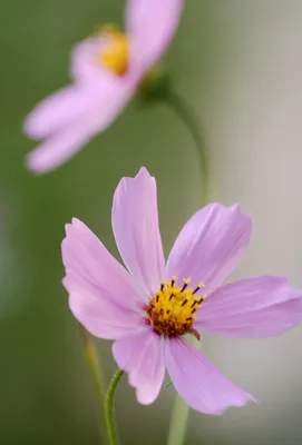 Цветик-семицветик. Слушать онлайн аудиосказку с картинками по книге  Валентина Катаева