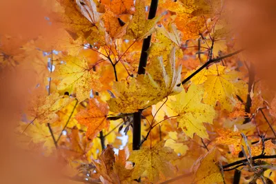 картинки : Осень, падать, сентябрь, Октябрь, Береза, Деревьями, лес, Лес,  голубое небо, Красные листья, пейзаж, Малая глубина, пятно, Дневной свет,  природа, Красный, Природный ландшафт, окружающая среда, весна, Солома,  Стебель растения, Дикий цветок,