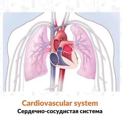 Сердечнососудистая Система — стоковая векторная графика и другие  изображения на тему Сердечно-сосудистая система - Сердечно-сосудистая  система, Человеческое тело, Сердце - iStock