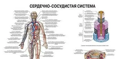 Задания 2, 13-16, 24-25. Сердечно-сосудистая система: теория ЕГЭ-2024 по  Биологии — NeoFamily