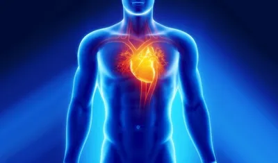 Сердечно-сосудистая система взрослого человека состоит из сосудов сердца и  крови, транспортирующих кислород и питательные вещества | Премиум векторы