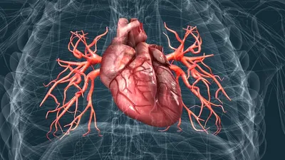 сердечно-сосудистая система состоит из сосудов сердца и крови артерий и вен  Иллюстрация штока - иллюстрации насчитывающей клетка, сердце: 272799494