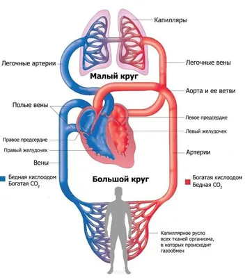 Сердечно-сосудистая система человека | ВКонтакте