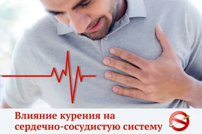 Что нужно знать о сердечно-сосудистой системе | Комментарии Украина