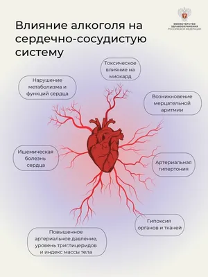 Система кровообращения или сердечно-сосудистая система | Премиум Фото