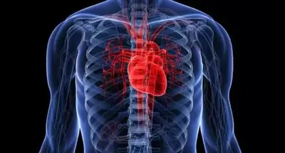 Сердечно-сосудистая система органов человеческого тела с анатомией сердца  Иллюстрация штока - иллюстрации насчитывающей человек, мужчина: 131876104