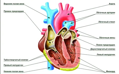 Сердечно-сосудистая система человека 3D модель - Скачать Анатомия на  3DModels.org