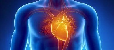 Сердечно-сосудистая система | это... Что такое Сердечно-сосудистая система?