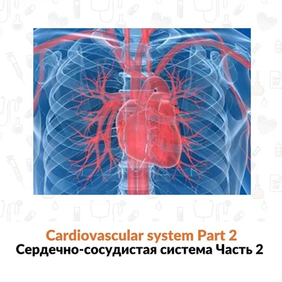 Сердце человека и сердечно-сосудистая система | Премиум векторы