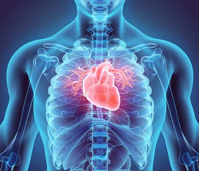 Сердечно-сосудистая система – Бесплатные иконки: здравоохранение и медицина