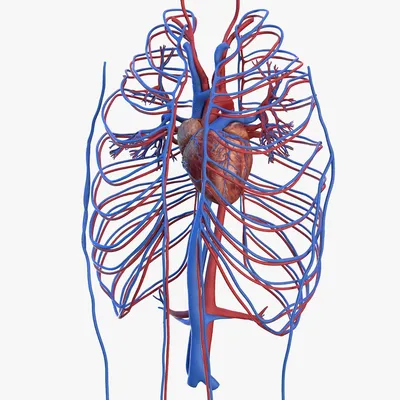 Сердечно-сосудистая система человека - кровообращение - строение сердца |  Моя Школа | OBOZ.UA