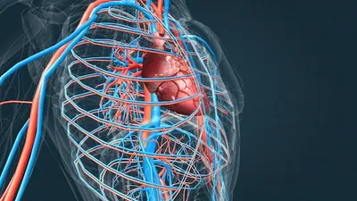 Физиология сердечно-сосудистой системы. Сосудистое дерево