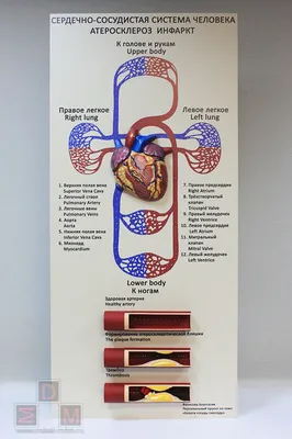 Сердечно-сосудистая система Часть 2/Cardiovascular system Part 2