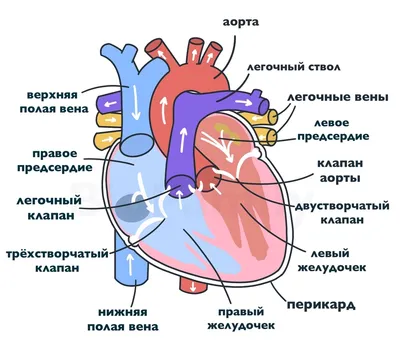 ⬇ Скачать картинки Сердечно сосудистой системы, стоковые фото Сердечно  сосудистой системы в хорошем качестве | Depositphotos