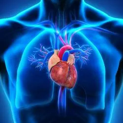 Сердечнососудистой Системы — стоковая векторная графика и другие  изображения на тему Сердечно-сосудистая система - Сердечно-сосудистая  система, Порядок, Человеческое тело - iStock