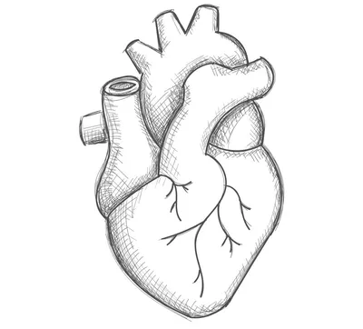 Сердце человека картинки - 79 фото