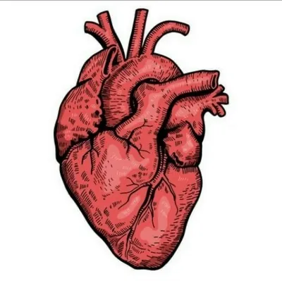 Зачем нужны узоры на сердце?