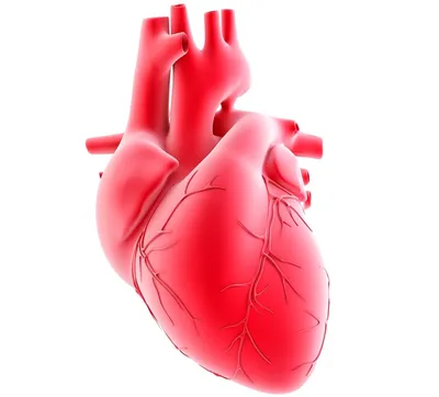 Сердце человека. Жизненно важный орган. Stock Vector | Adobe Stock
