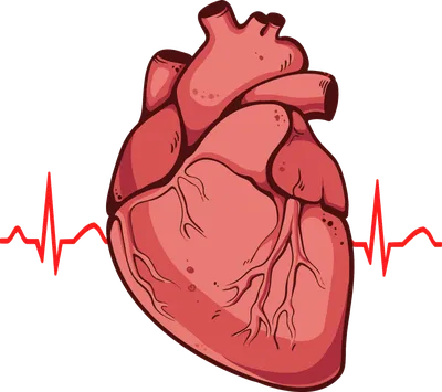 Сердце - развитие, топография, строение камер + проекции клапанов |  Анатомия - просто, понятно | Дзен