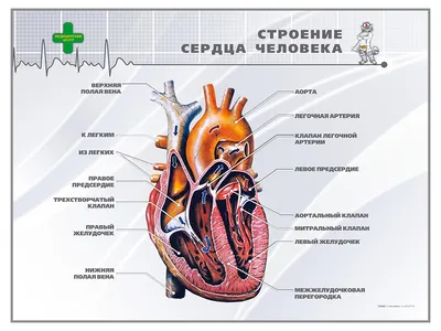 скелет человека сердца циркуляции Иллюстрация штока - иллюстрации  насчитывающей камеры, кардиолог: 23527277