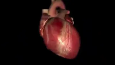человеческое сердце показано в 3 х разных форматах, реалистичные  изображения сердца, сердце, любовь фон картинки и Фото для бесплатной  загрузки