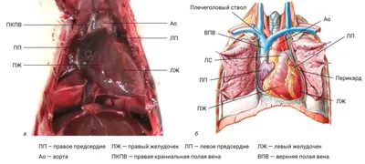 Стенд \"Строение сердца человека\" (раздел «Детские центры, экспонаты и  аттракционы») | Купить учебное оборудование по доступным ценам в ПО  «Зарница»