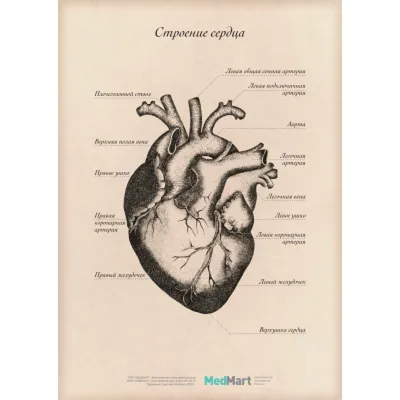 Анатомическая модель Сердца человека, 135мм. - купить с доставкой по  выгодным ценам в интернет-магазине OZON (834871417)