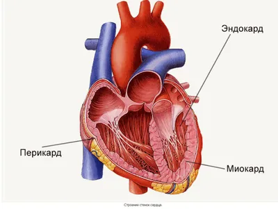 Сравнительная анатомия сердца человека и экспериментальных животных |  Лабораторные животные для научных исследований